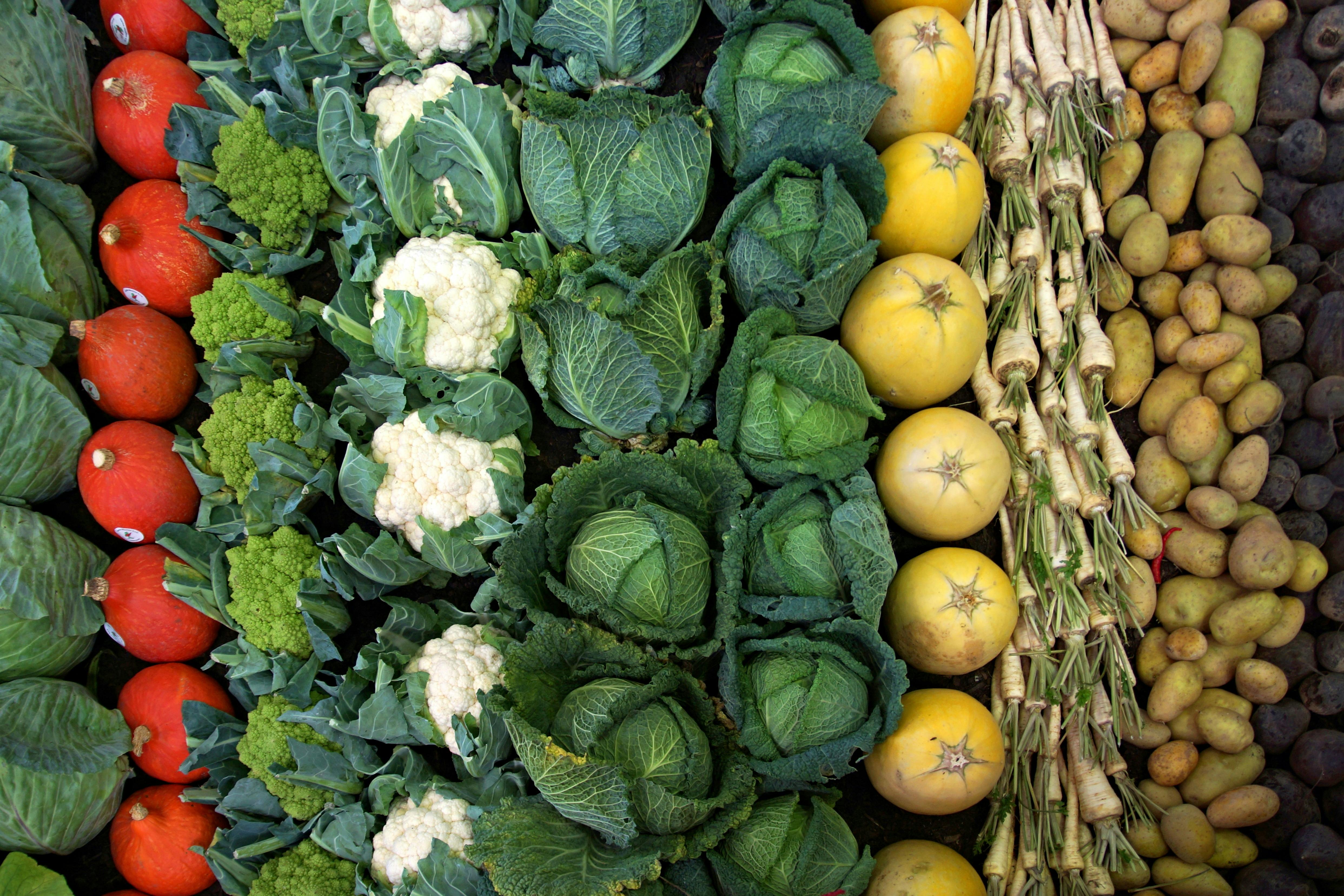 Colourful vegetables laid out in rows including cauliflower, cabbage, broccoli, tomatoes and potatoes